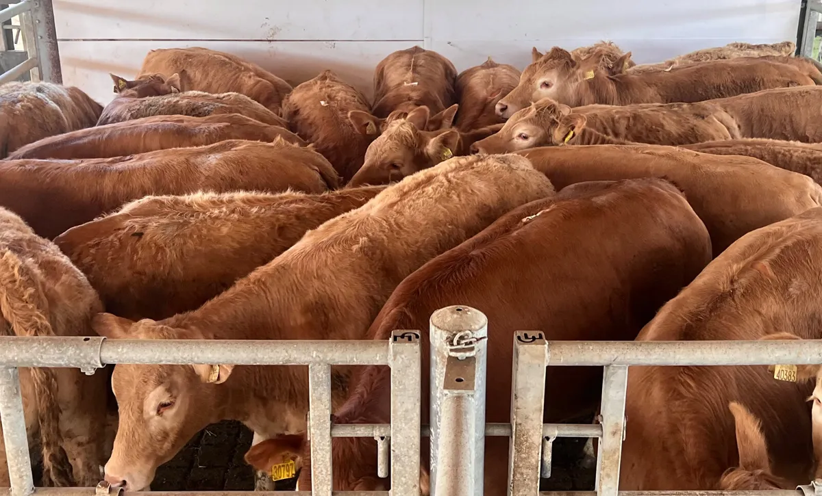 Exceptional Charolais Store Heifers - Image 2