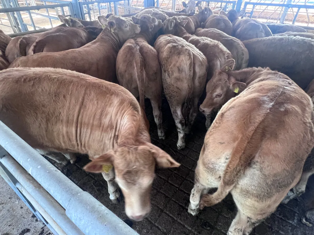 Exceptional Charolais Store Heifers - Image 1