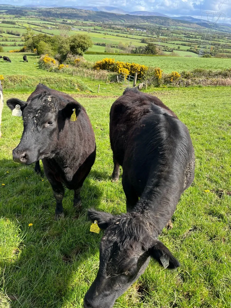 Two 4 & 5 star yearling heifers - Image 3