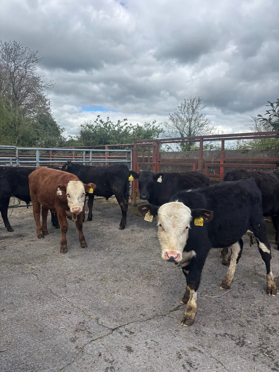 Weanling bulls - Image 1