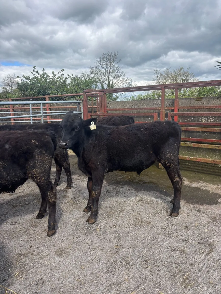 Weanling bulls - Image 4