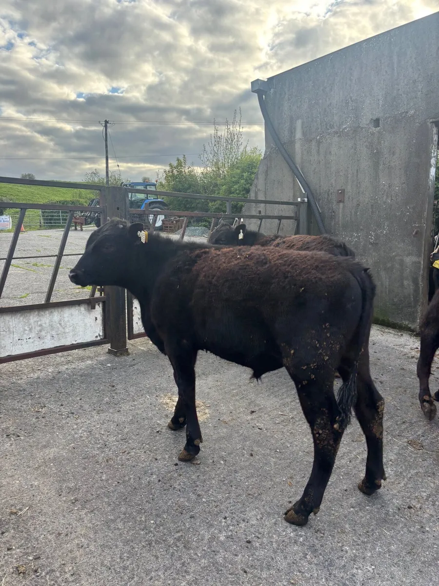 Weanling bulls - Image 3