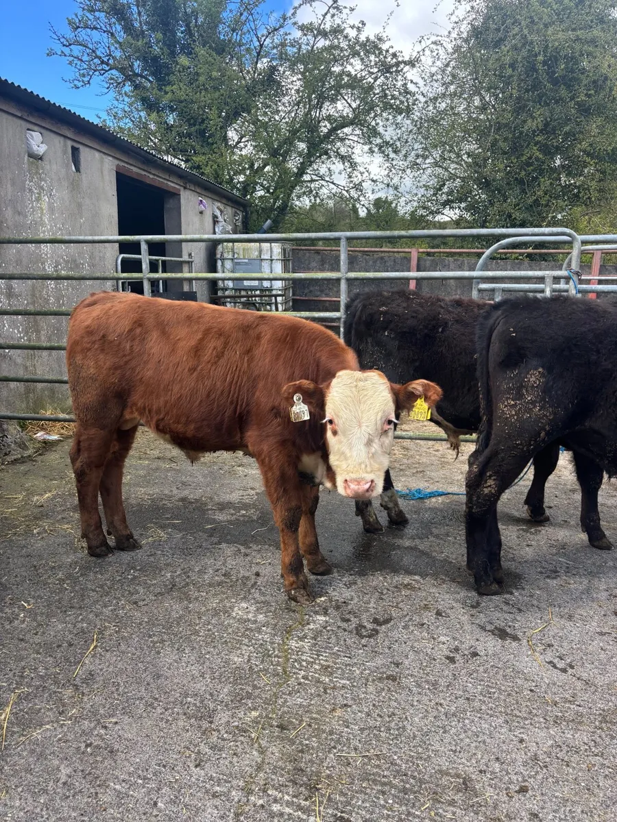 Weanling bulls - Image 2