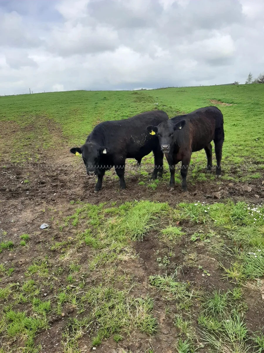 AA Bull & Heifer - Image 1