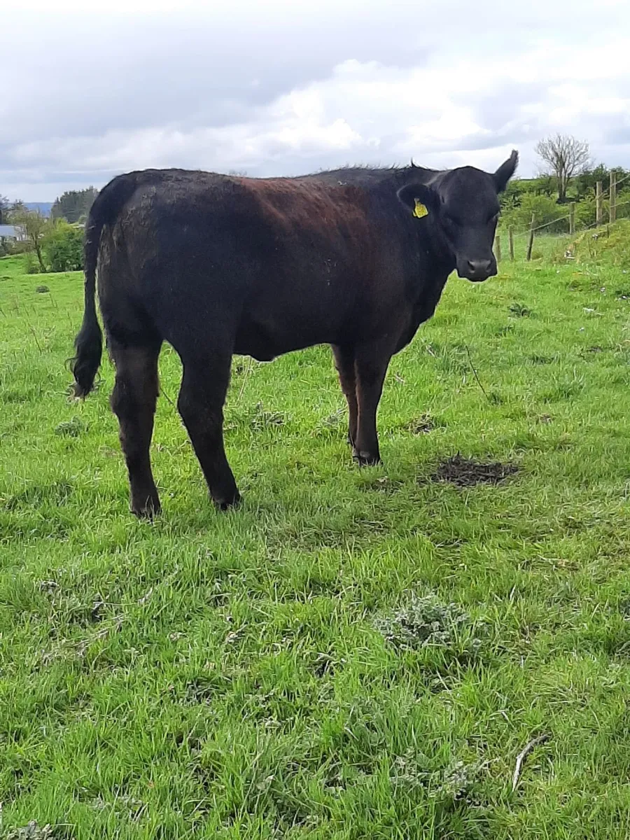 AA Bull & Heifer - Image 3