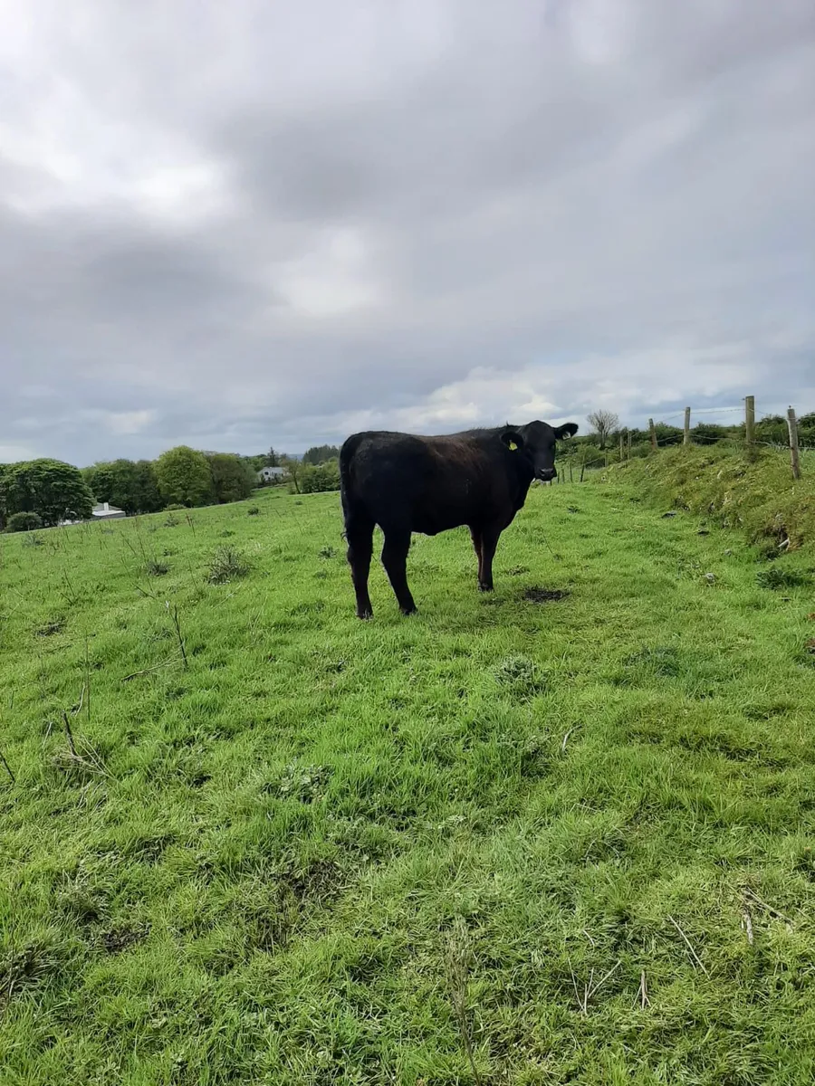 AA Bull & Heifer - Image 4