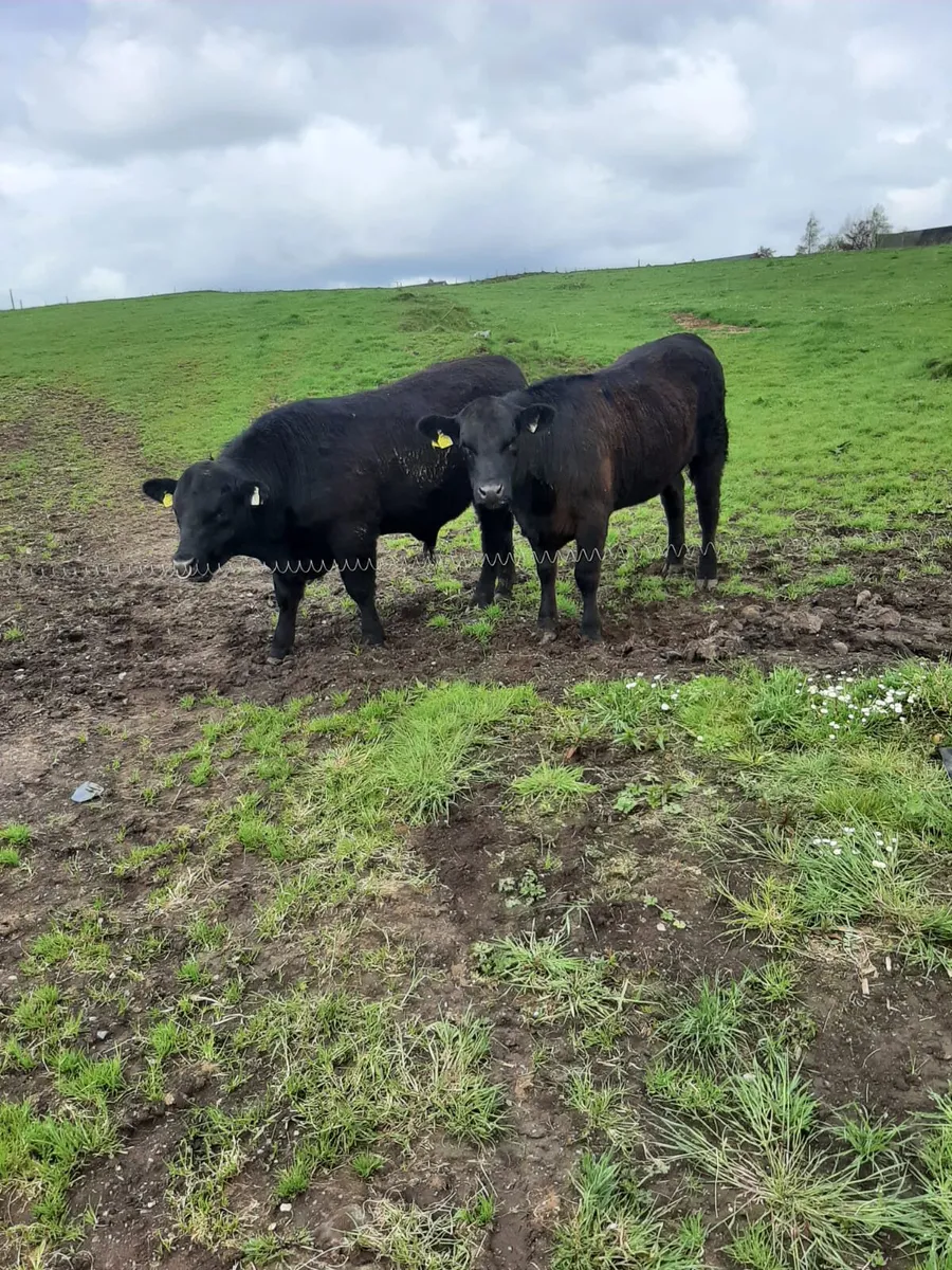 AA Bull & Heifer - Image 2