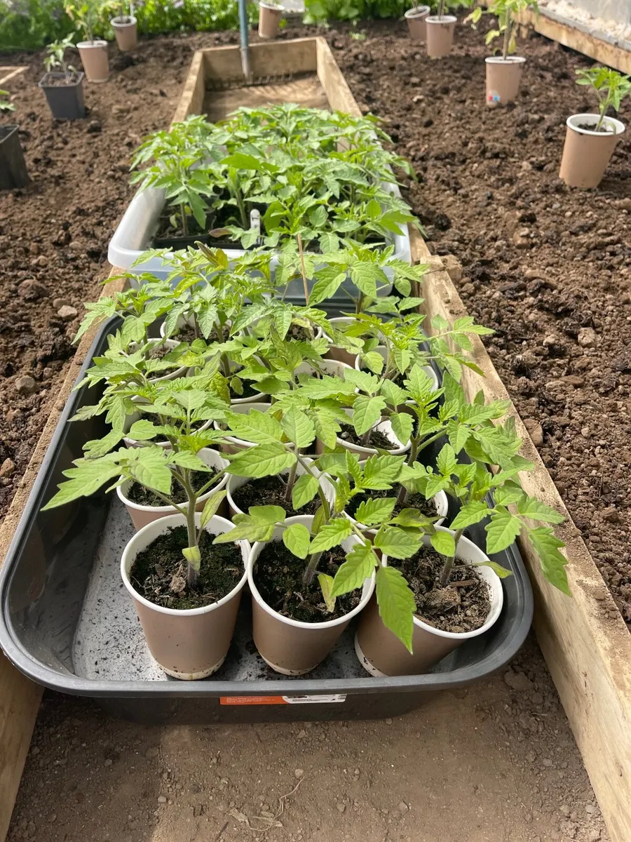 Tomatoes and cucumber plants - Image 1