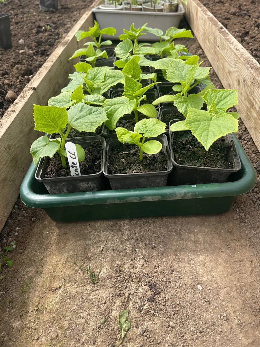 Tomatoes and cucumber plants - Image 2