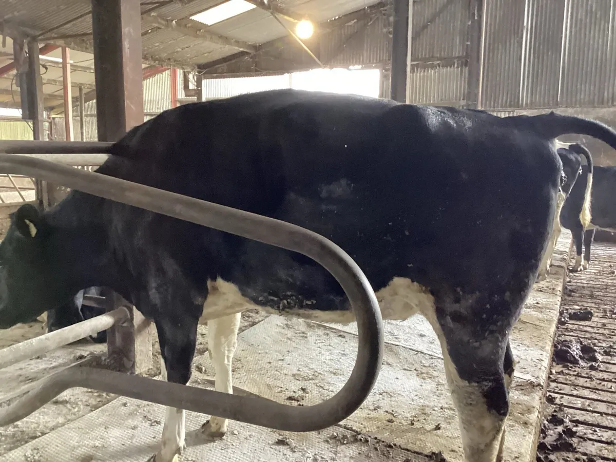 Incalf heifers - Image 2