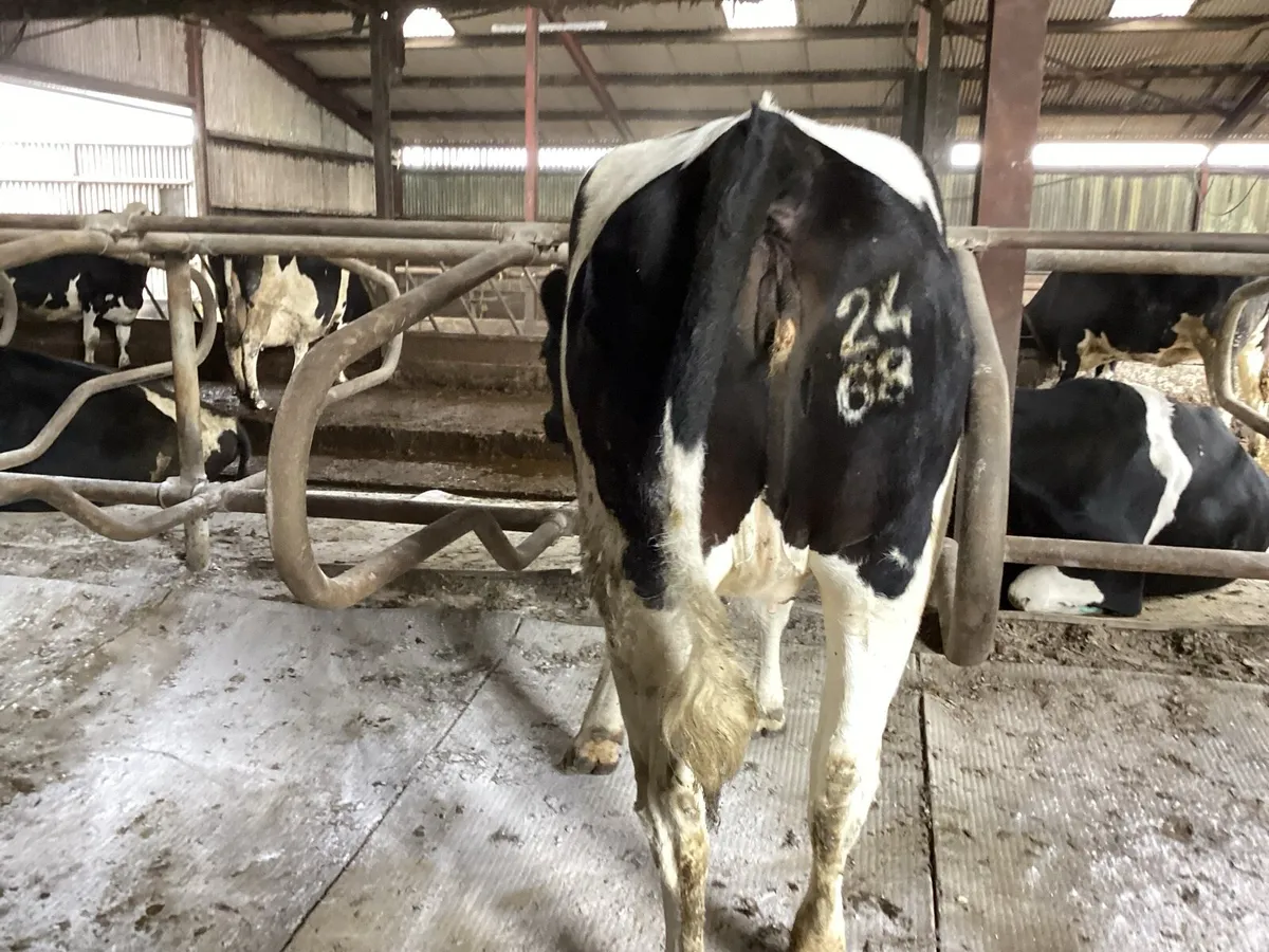 Incalf heifers - Image 3
