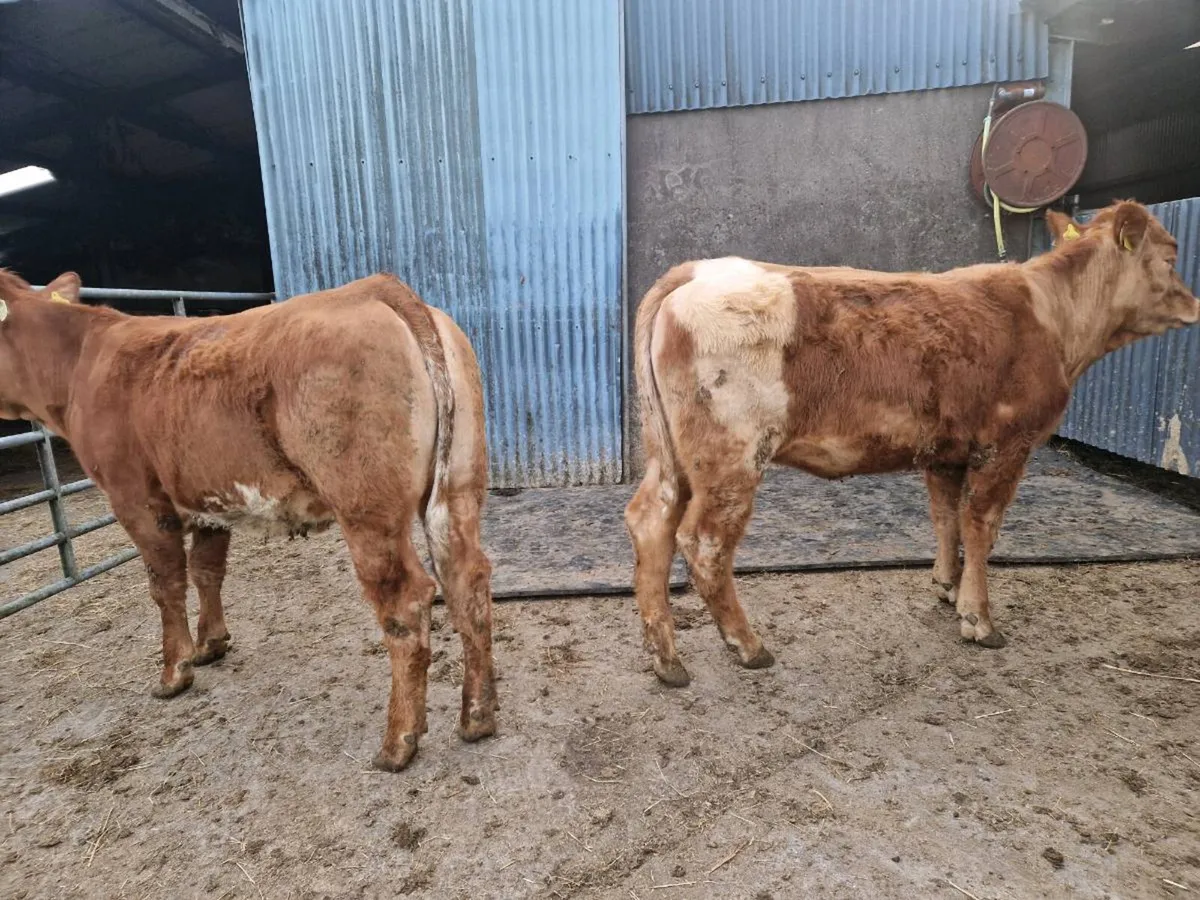 Breeding Heifers 4 star genotype - Image 2