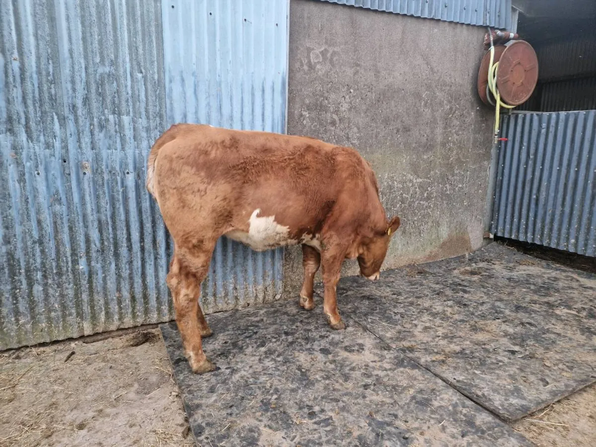 Breeding Heifers 4 star genotype - Image 3