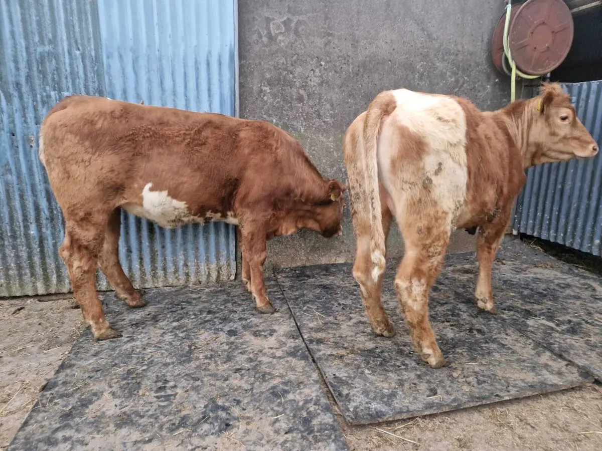 Breeding Heifers 4 star genotype - Image 4