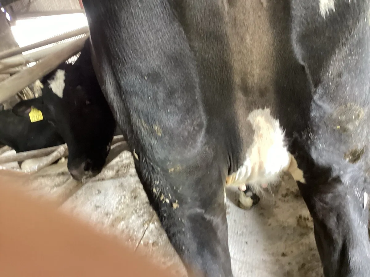 Incalf heifers - Image 4