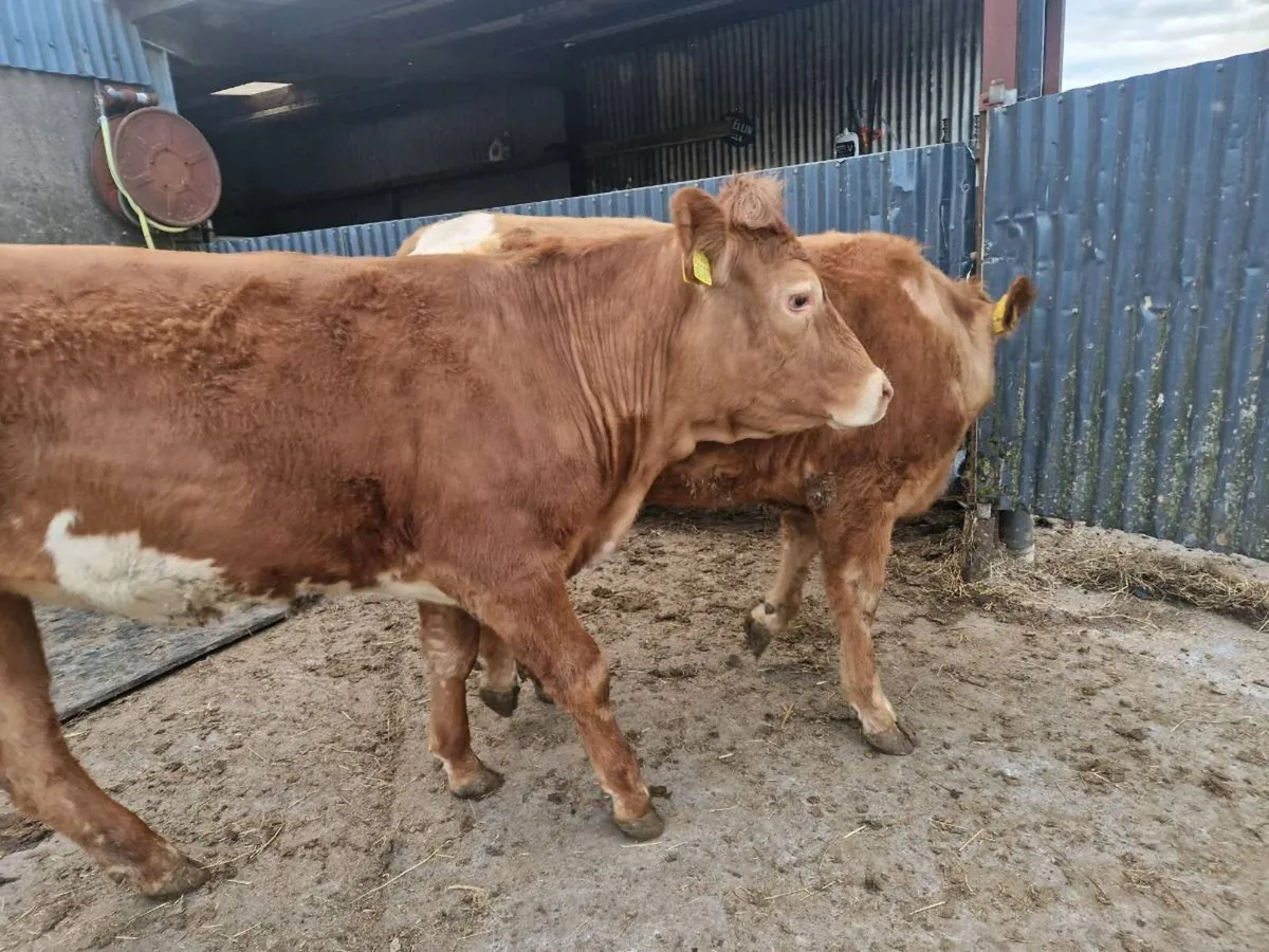Breeding Heifers 4 star genotype - Image 1