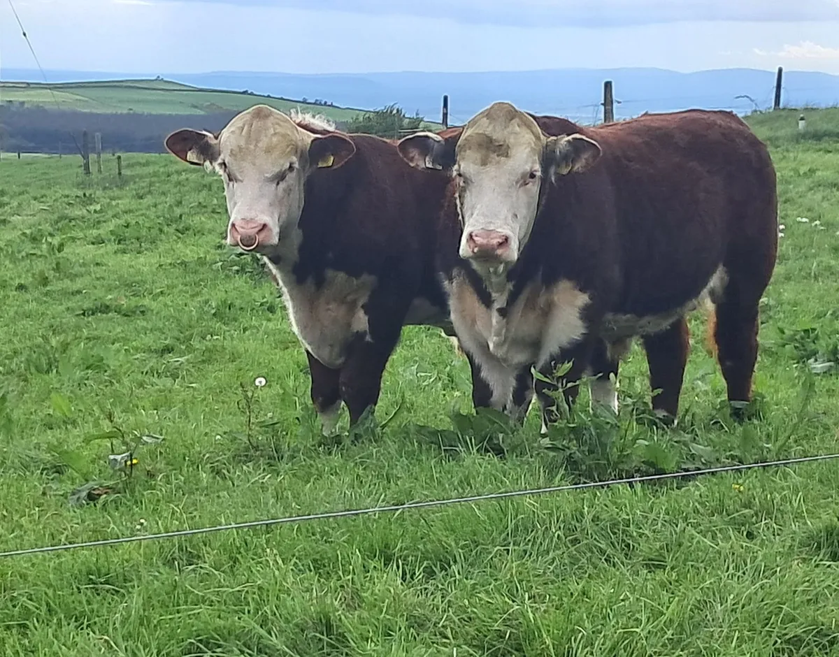 Bawnlea Hereford. Polled Bulls - Image 1