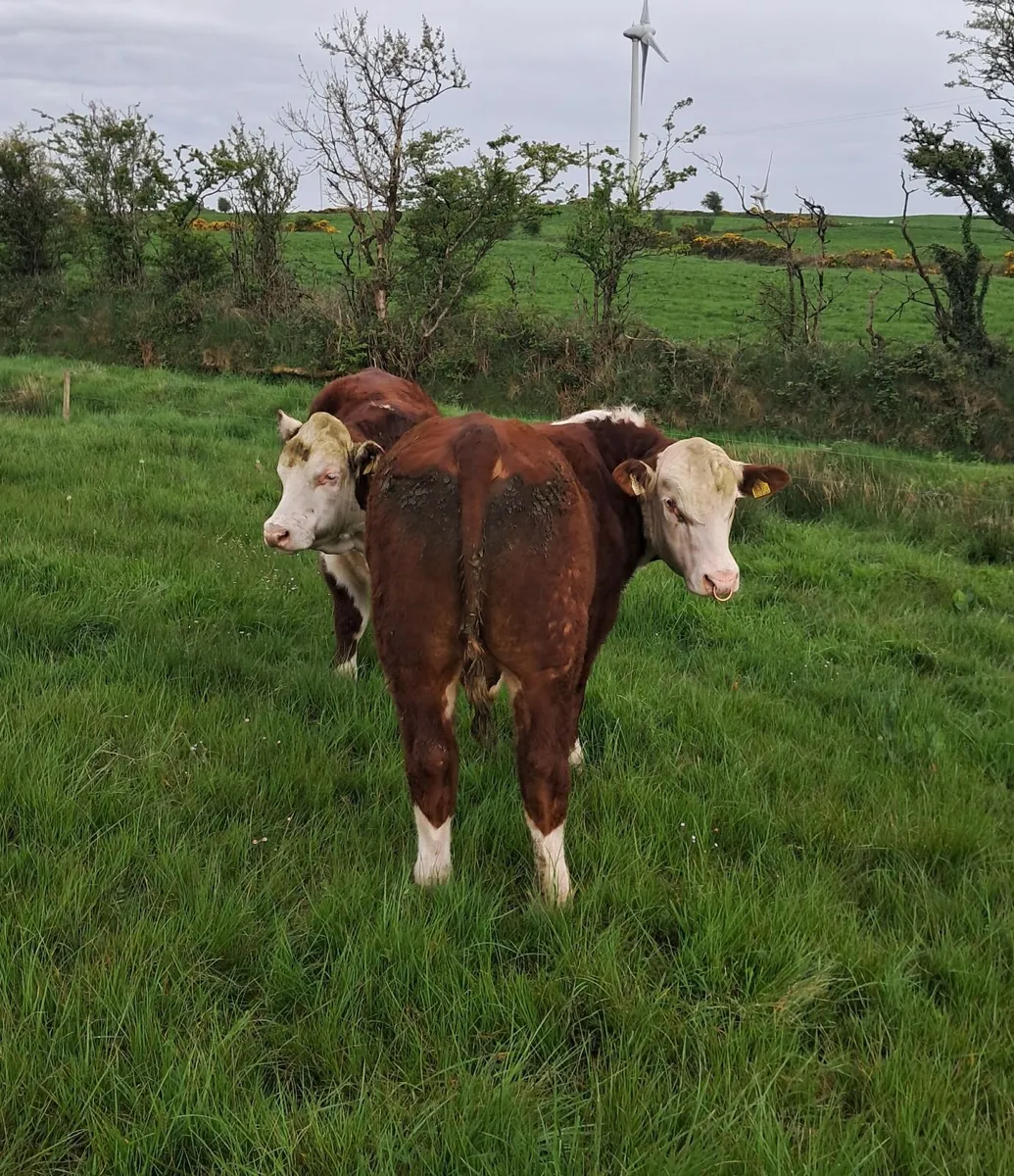 Bawnlea Hereford. Polled Bulls - Image 3