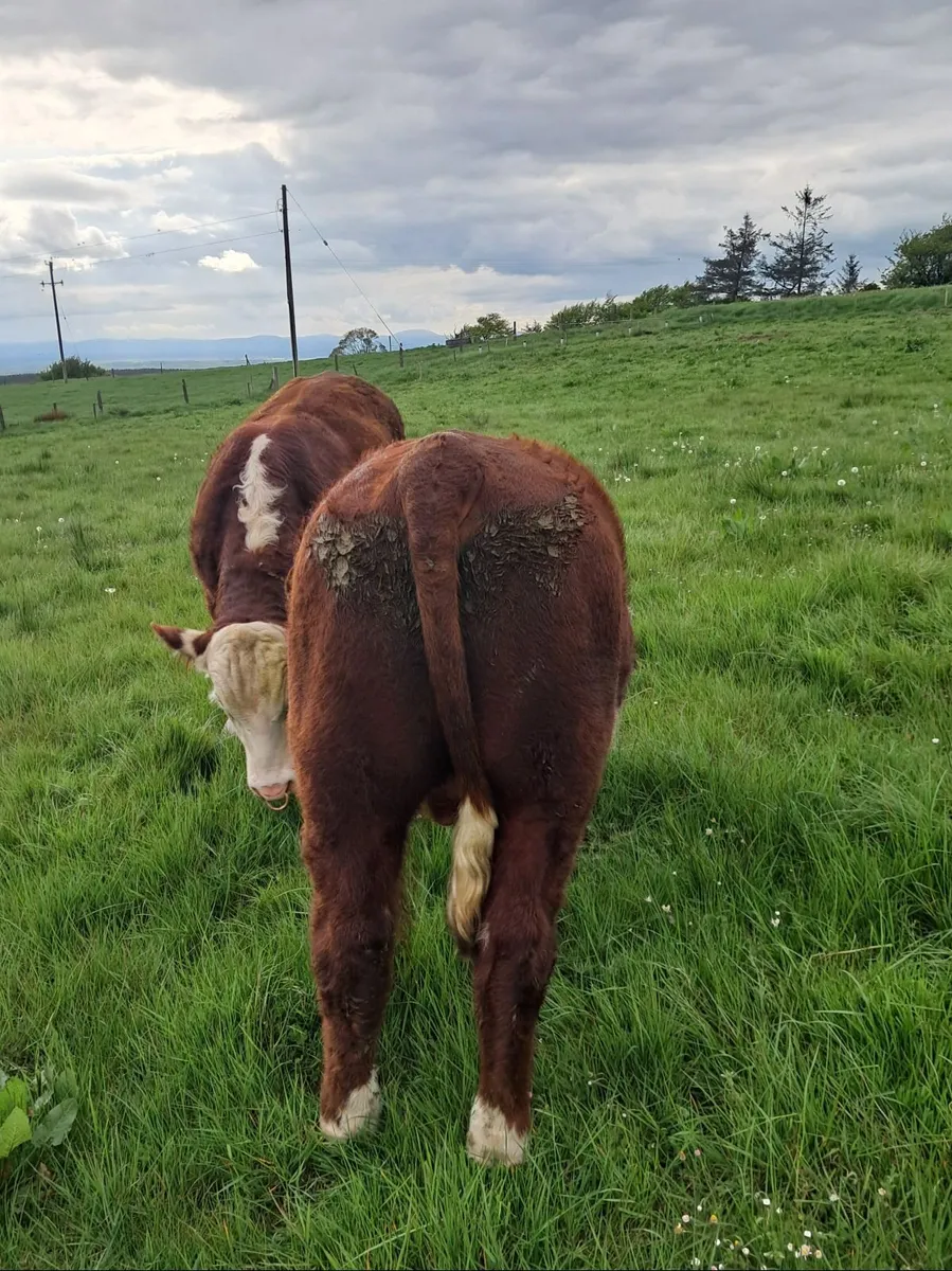 Bawnlea Hereford. Polled Bulls - Image 4