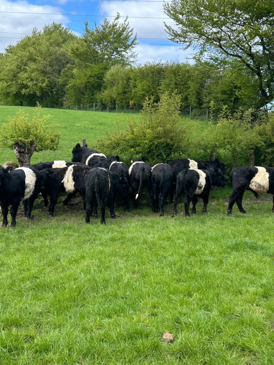 11 Belty Bullocks - Image 1