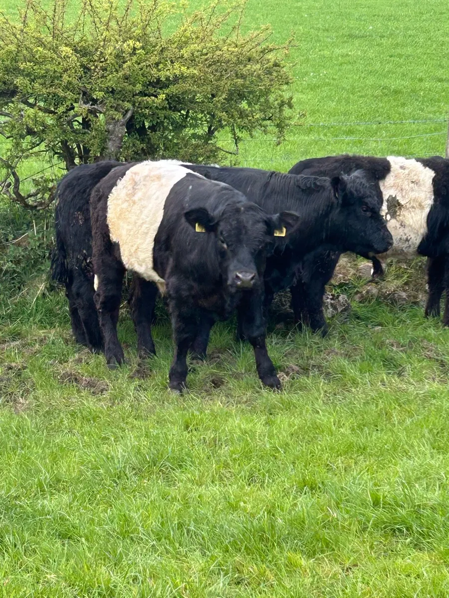 11 Belty Bullocks - Image 2