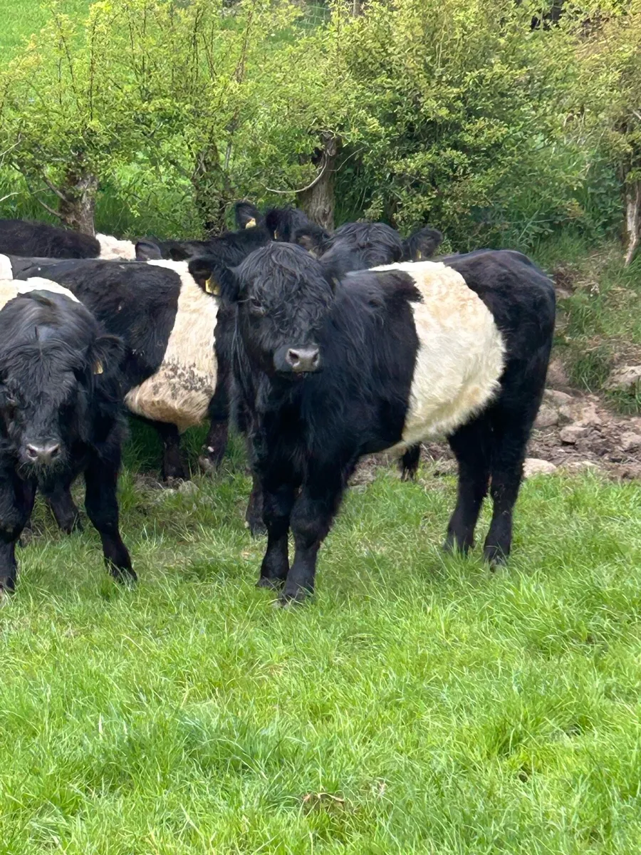 11 Belty Bullocks - Image 3