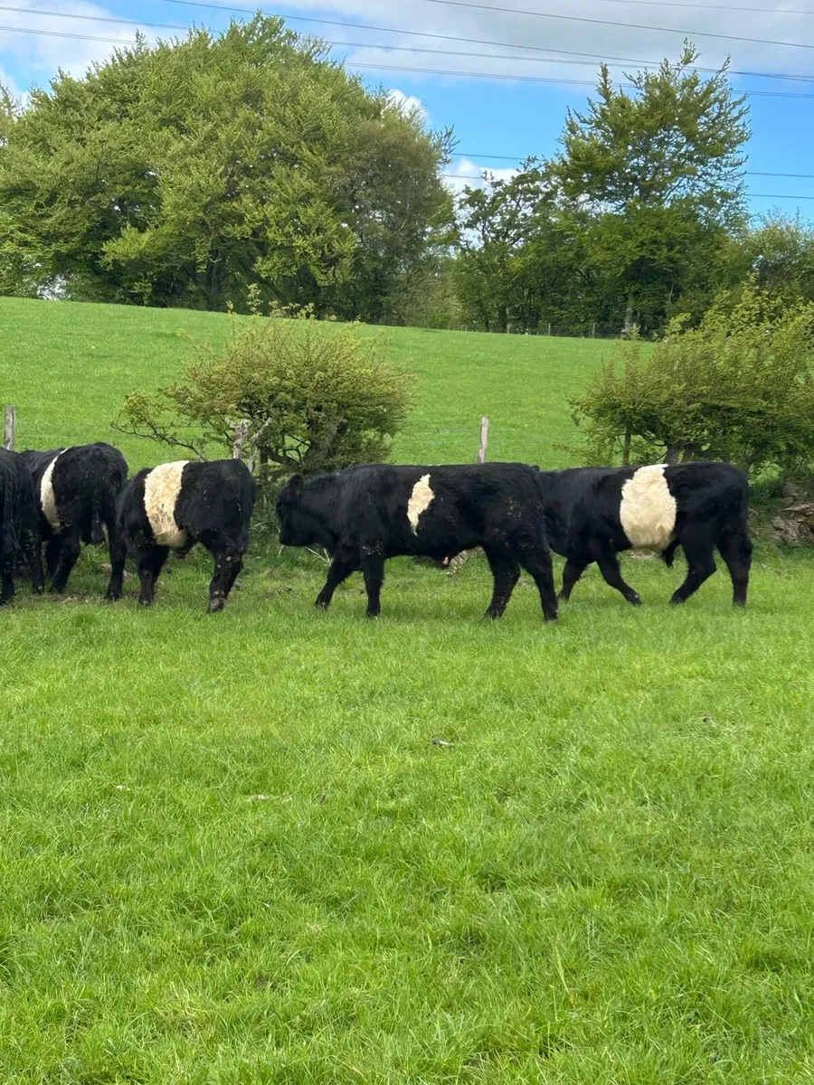 11 Belty Bullocks - Image 4