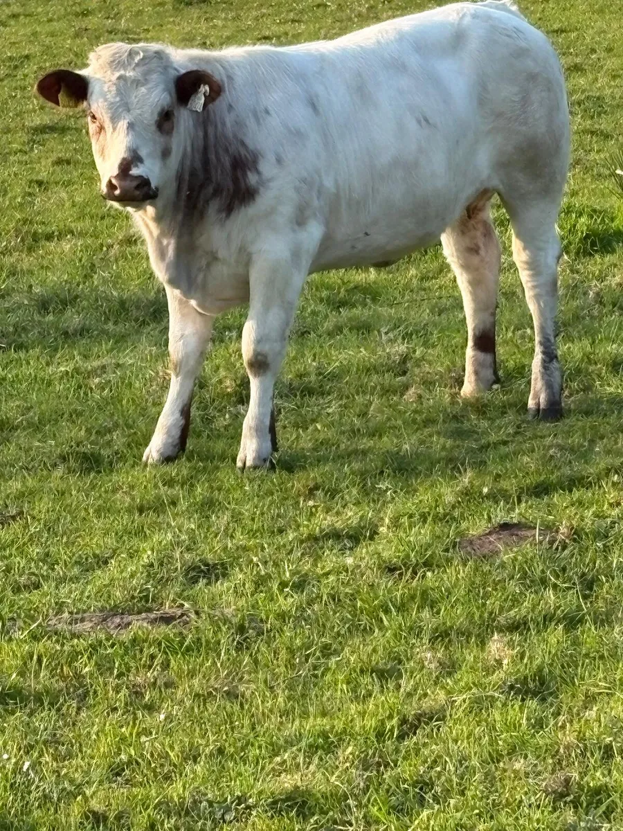 2 bbx heifers loughrea mart this Saturday - Image 2