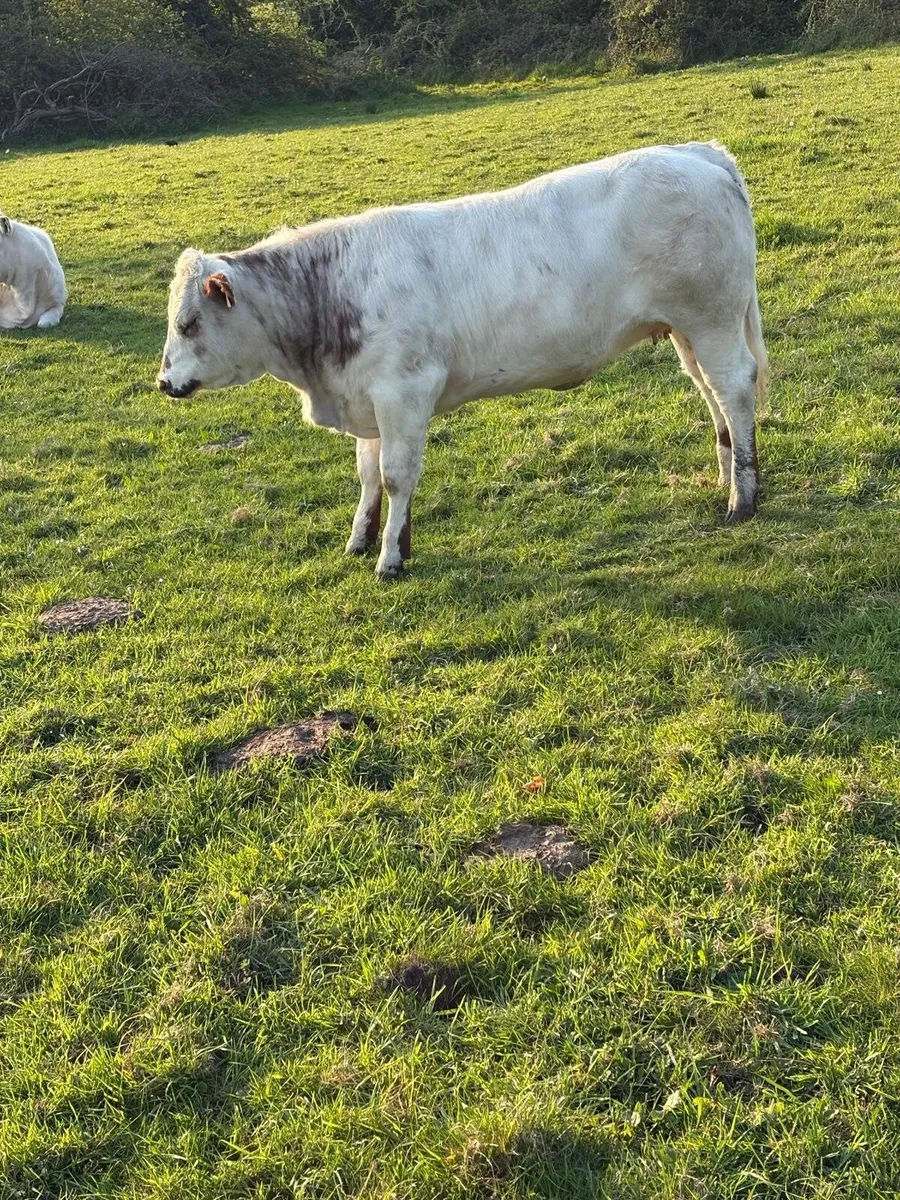 2 bbx heifers loughrea mart this Saturday - Image 3