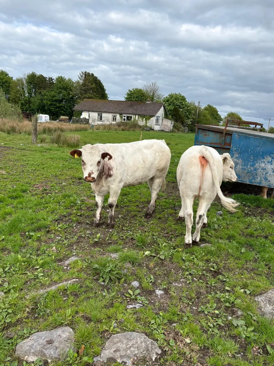 2 bbx heifers loughrea mart this Saturday - Image 1