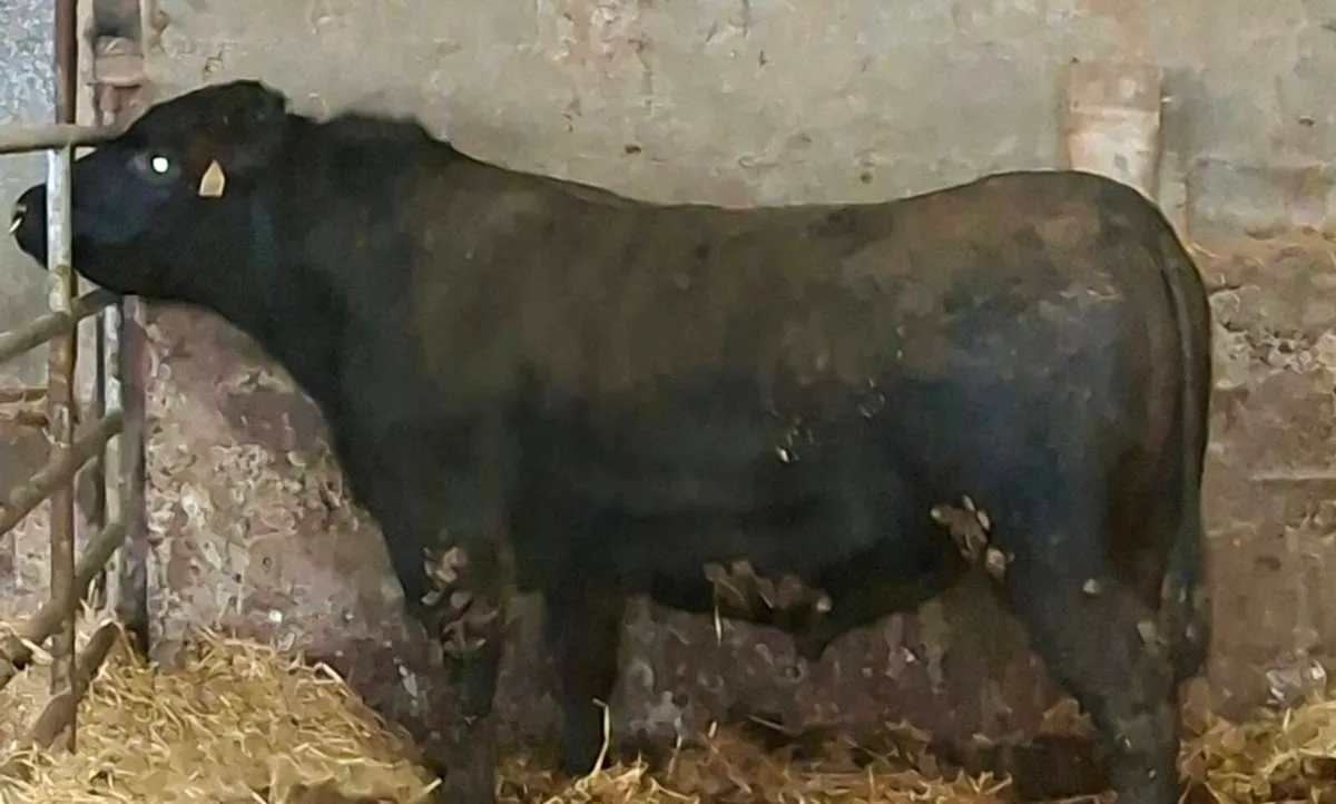 Pedigree registered Angus Bulls and heifer - Image 4