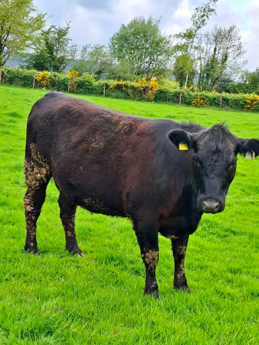 Pedigree registered Angus Bull and heifer - Image 1