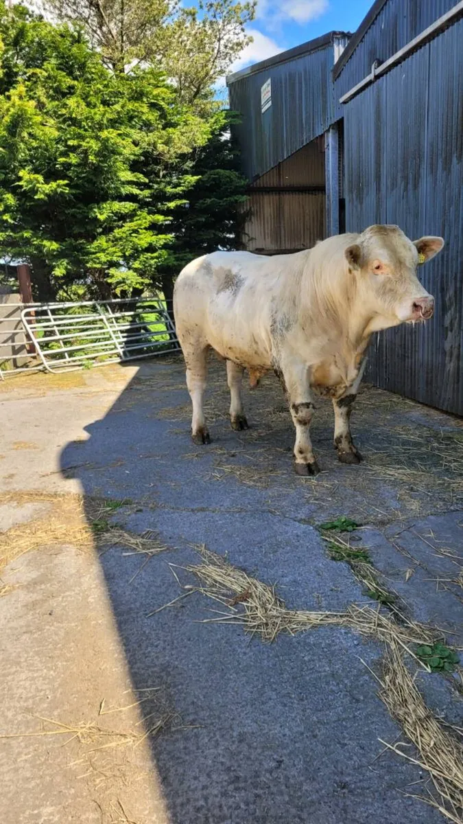 Charolais bull - Image 1