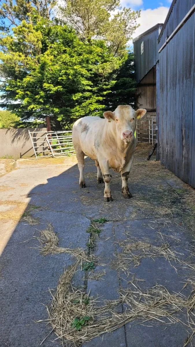 Charolais bull - Image 2
