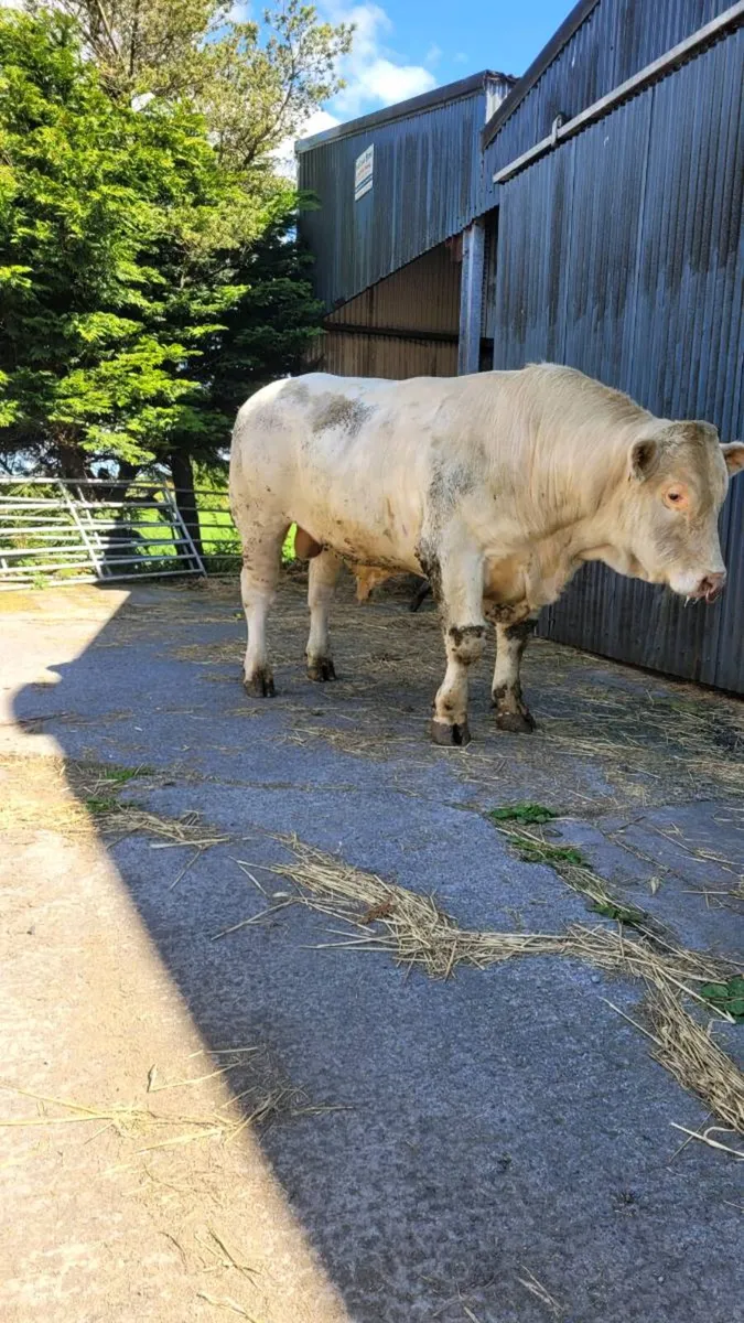 Charolais bull - Image 3