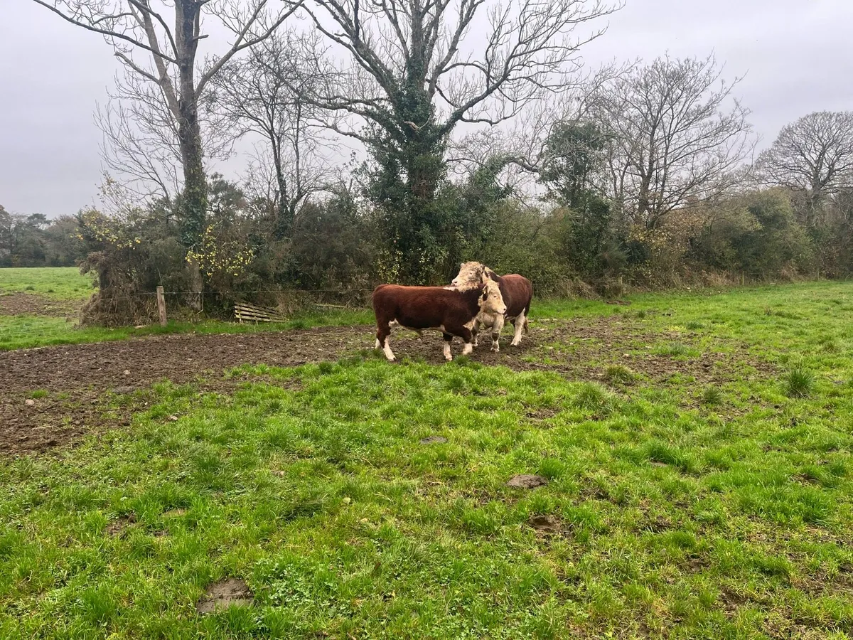 Hereford bulls - Image 1