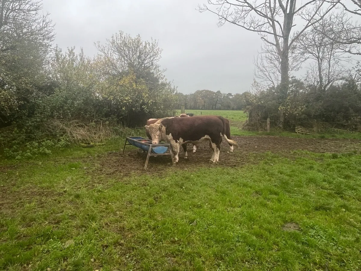 Hereford bulls - Image 2
