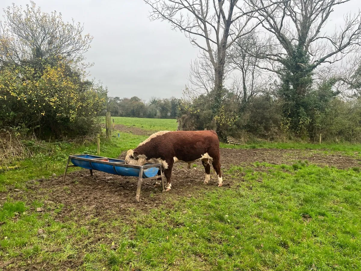 Hereford bulls - Image 3