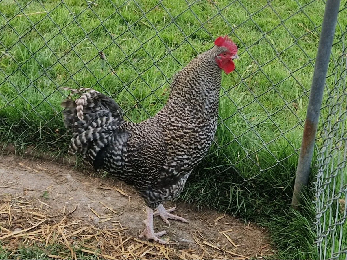 Cockeral Free - Image 2