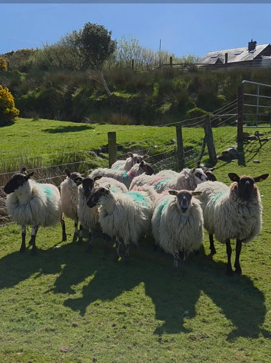 Organic hogget ewes - Image 1