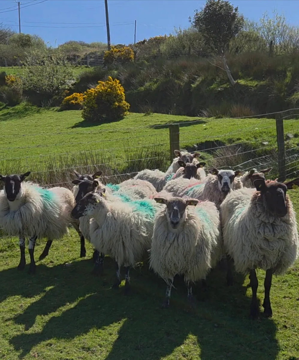 Organic hogget ewes - Image 2