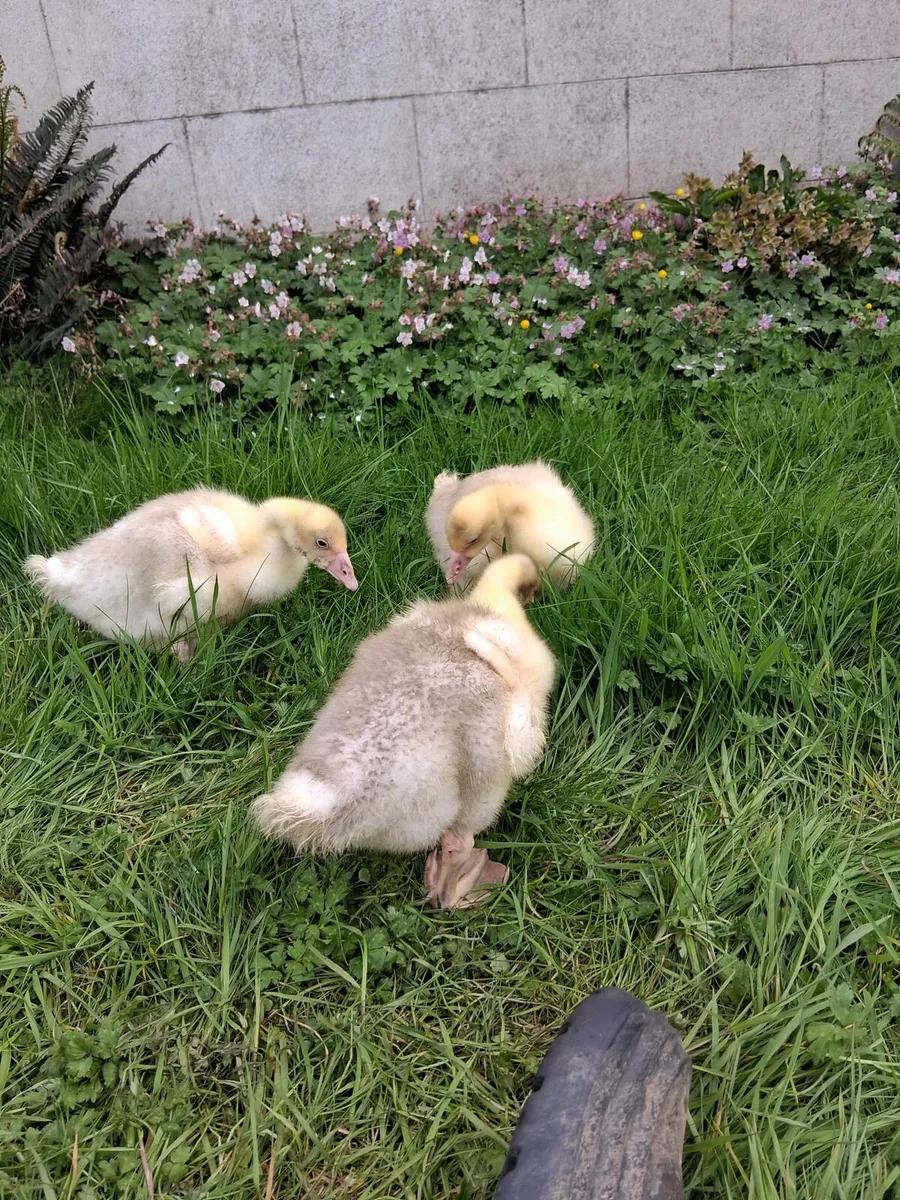 Goose, Geese, Gander - Image 1