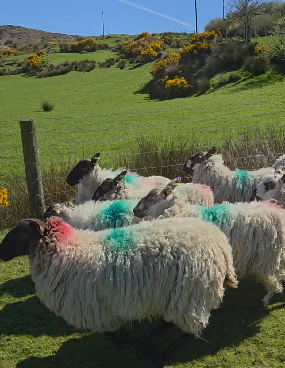Organic hogget ewes - Image 3