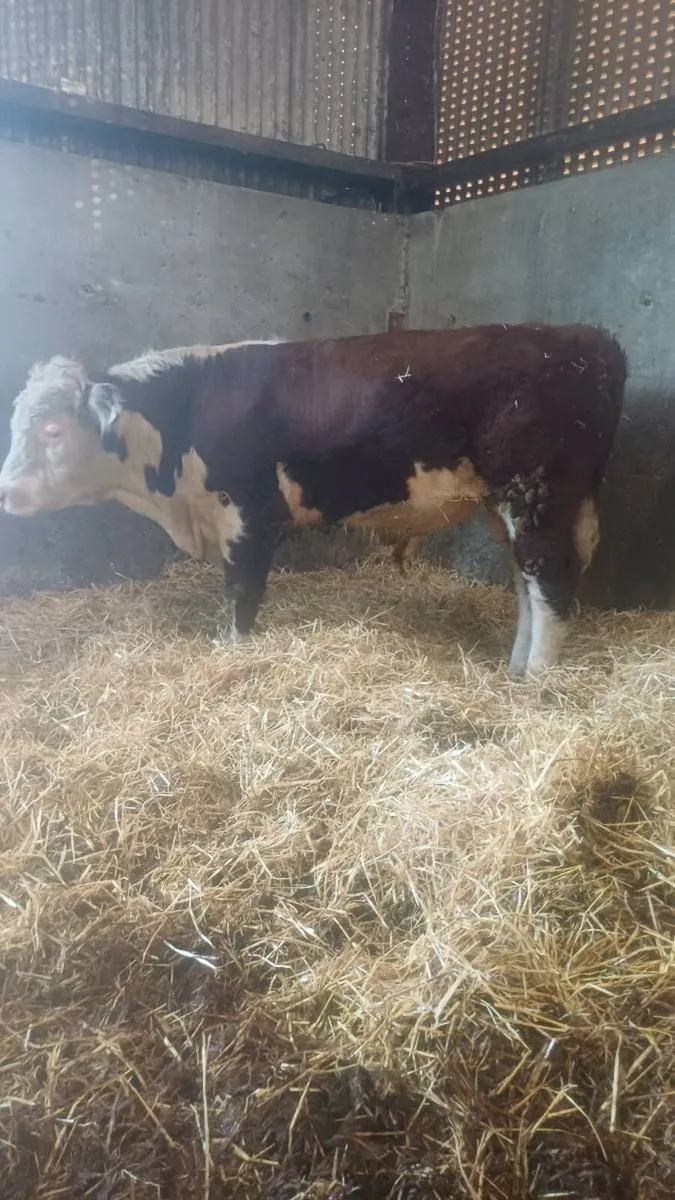 Pedigree bull - Image 1