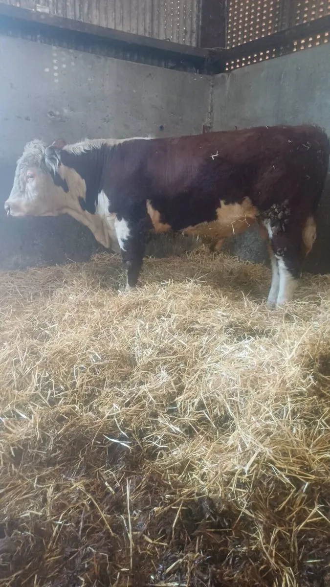 Pedigree bull - Image 2
