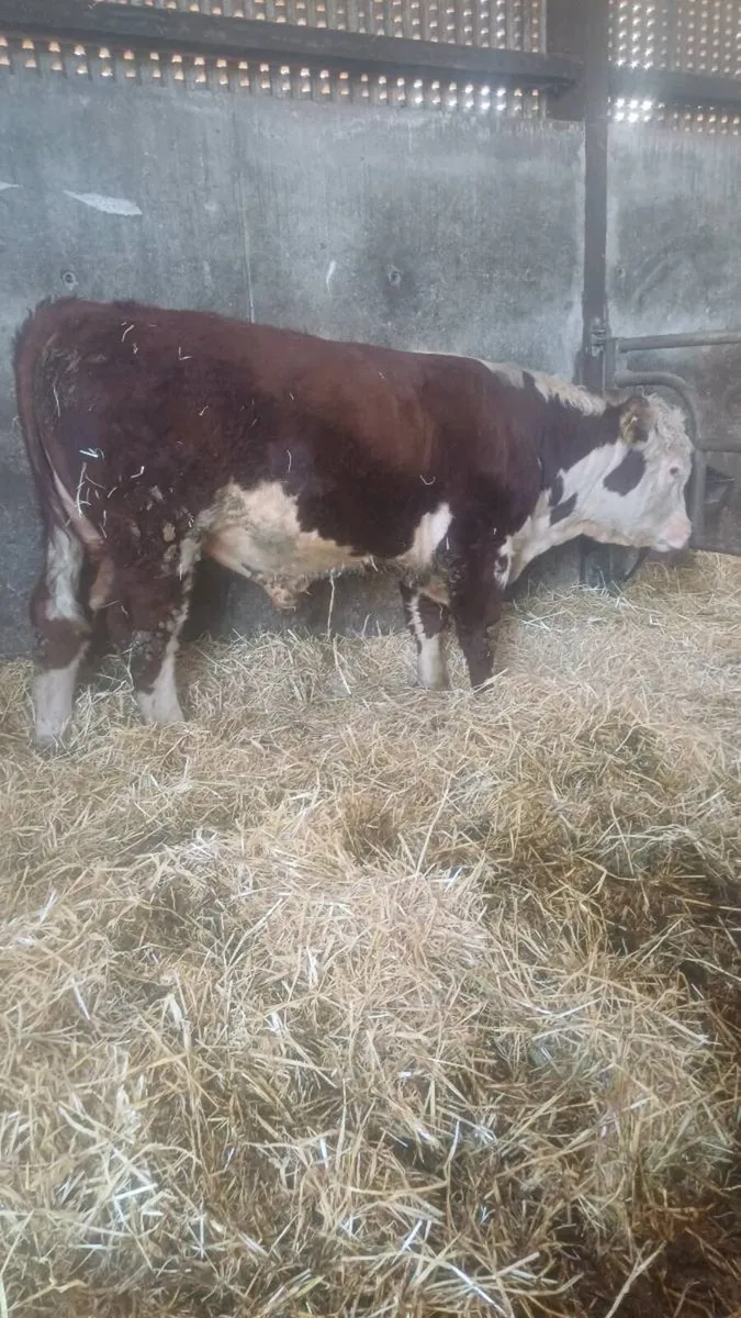 Pedigree bull - Image 3