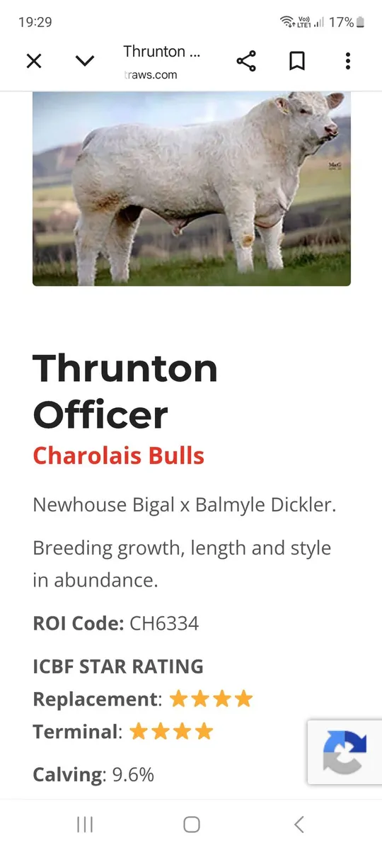 Charolais bull - Image 4