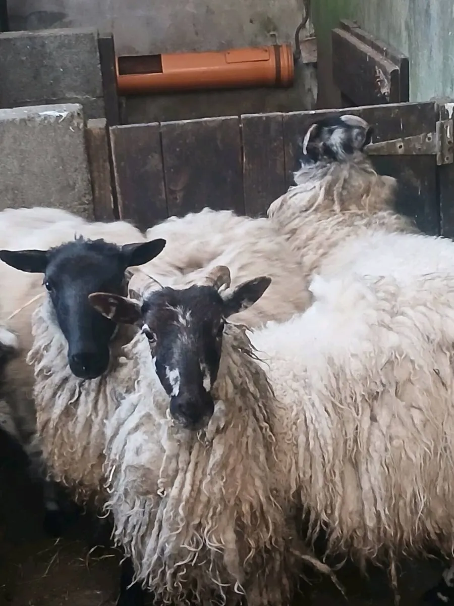 Ewe hogget - Image 1