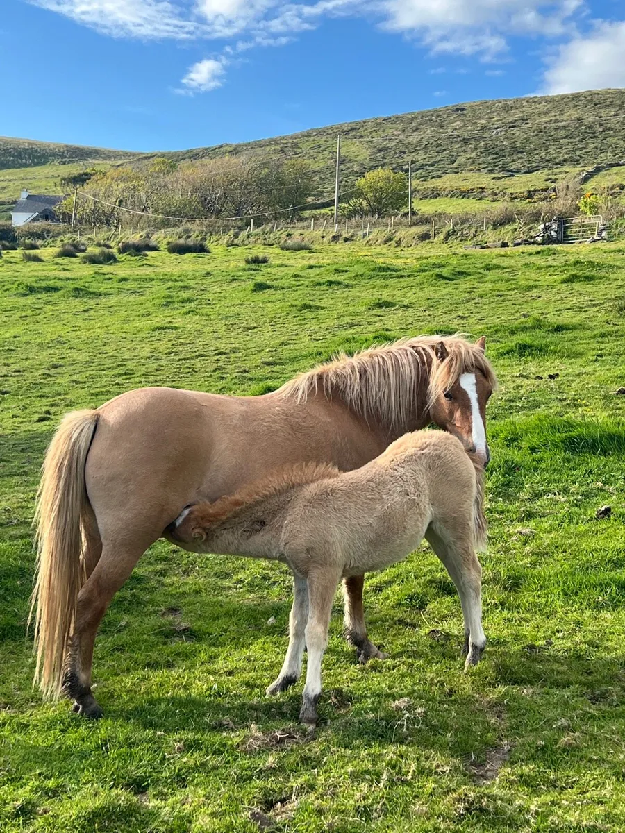 Kerry Bog Pony - Image 2