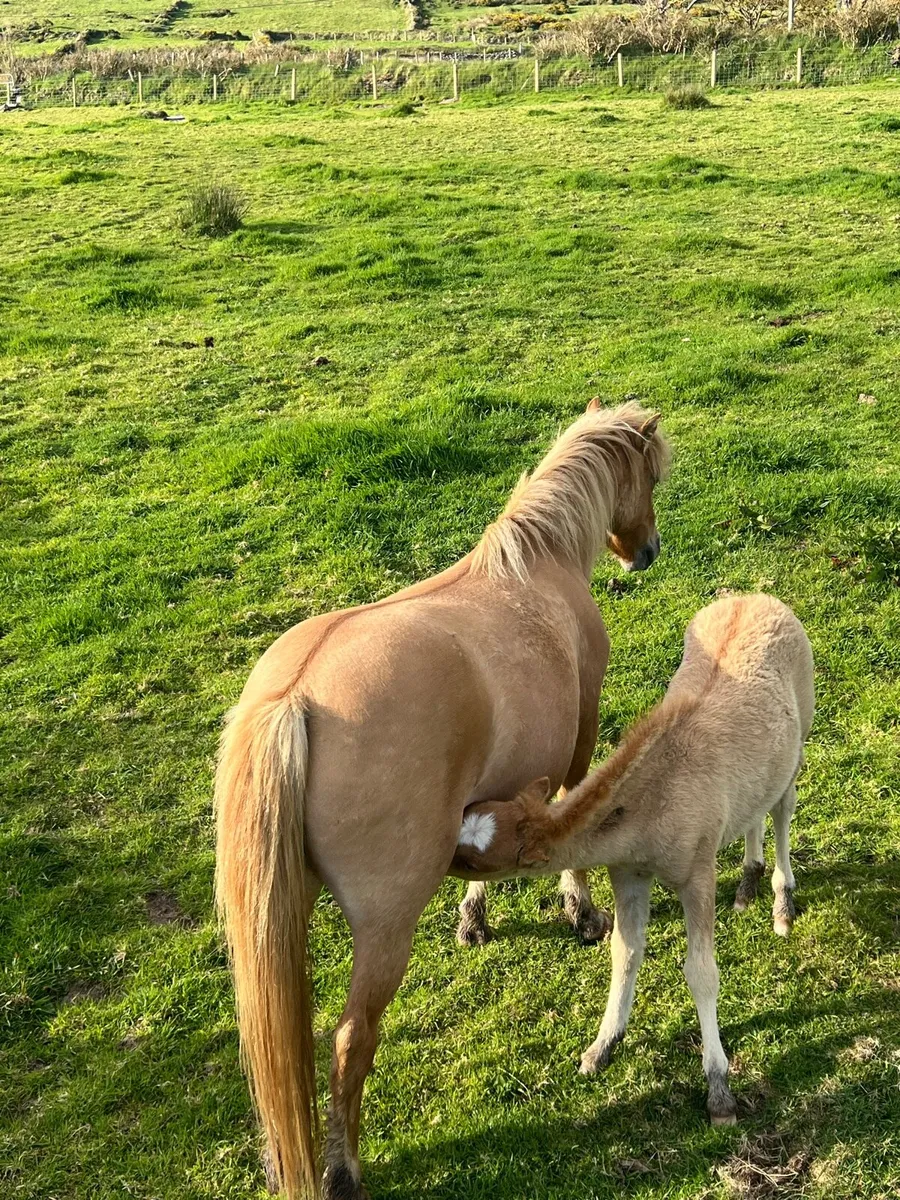 Kerry Bog Pony - Image 3